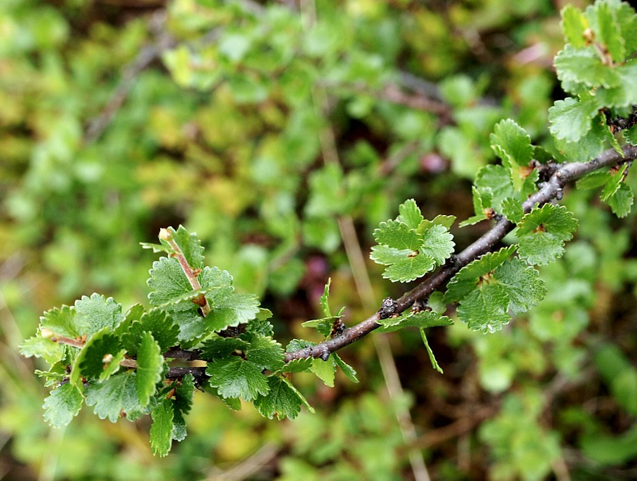 Image of Betula nana specimen.