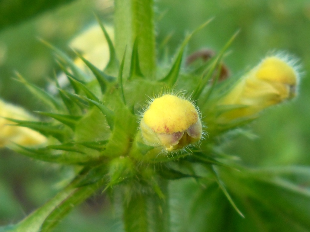 Изображение особи Galeopsis speciosa.