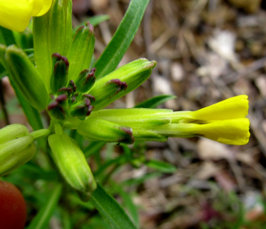 Image of Erysimum gorbeanum specimen.