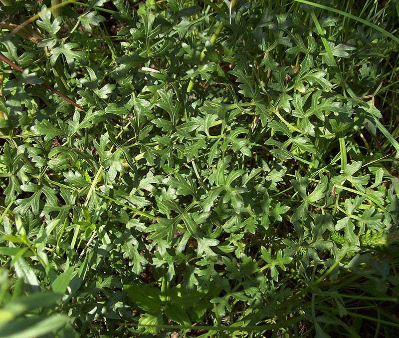 Изображение особи Peucedanum oreoselinum.