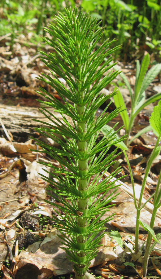 Image of Equisetum telmateia specimen.