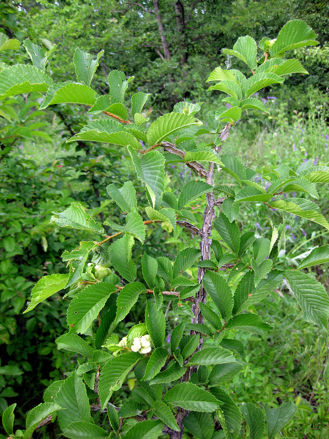 Image of Ulmus minor specimen.