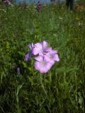 Linum hypericifolium