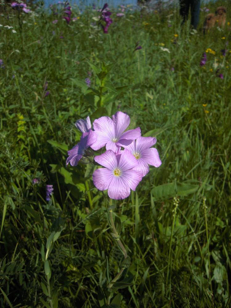 Изображение особи Linum hypericifolium.