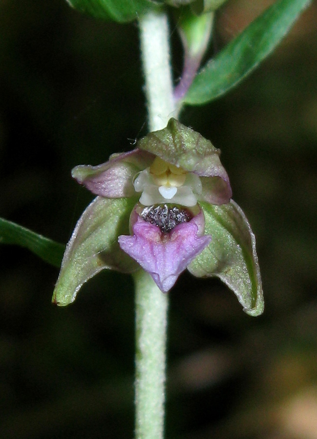 Изображение особи Epipactis helleborine.