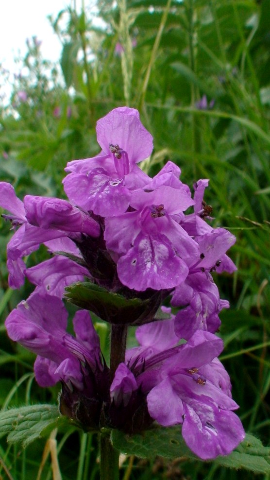 Image of Betonica macrantha specimen.