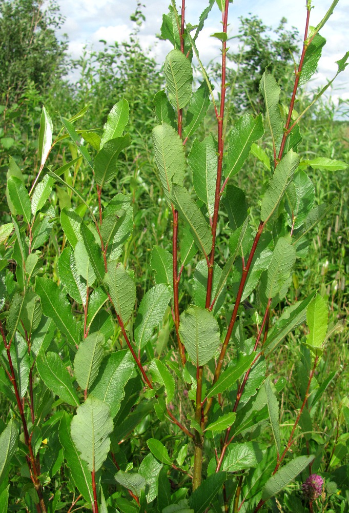 Image of Salix &times; tetrapla specimen.