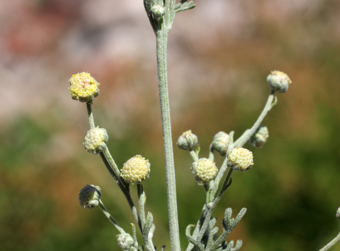 Image of Artemisia persica specimen.