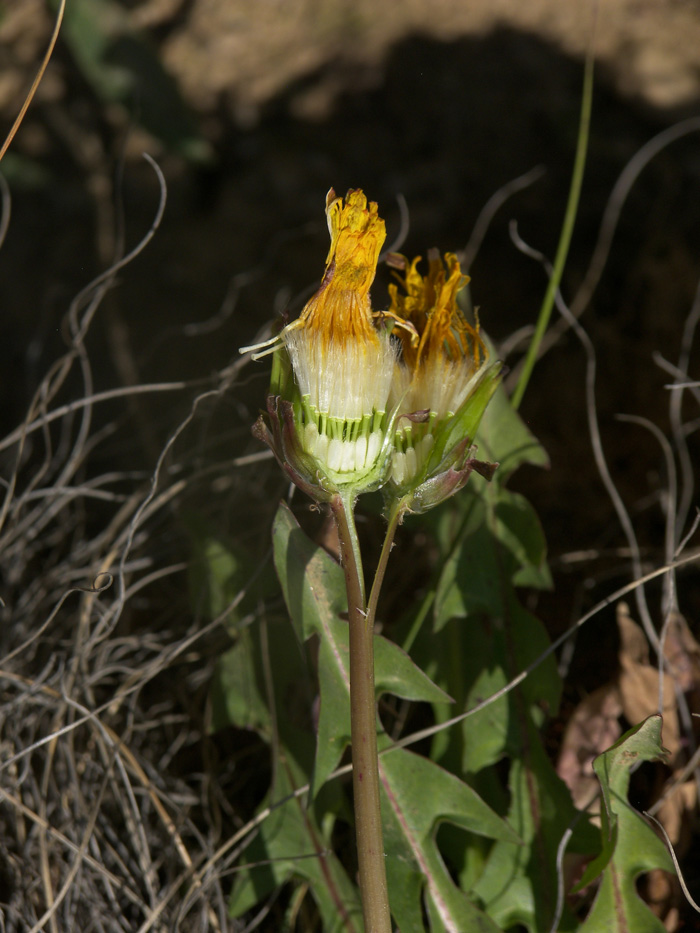 Image of Taraxacum confusum specimen.