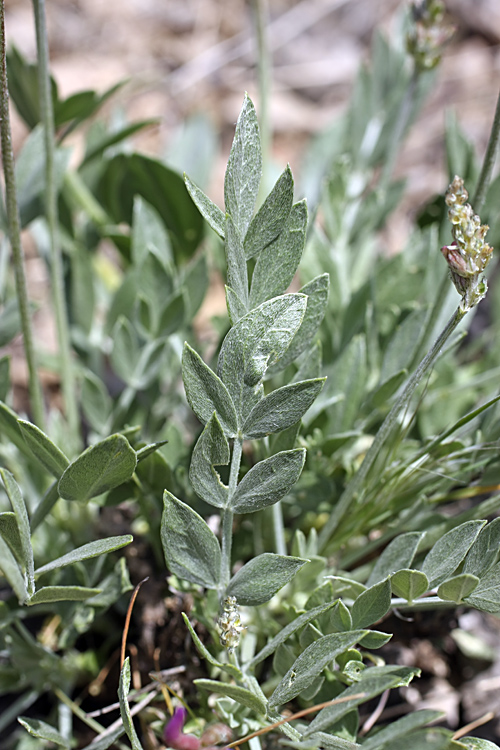 Image of Astragalus schrenkianus specimen.