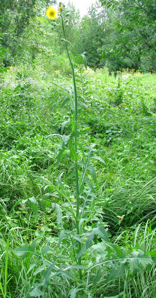 Изображение особи Sonchus arvensis ssp. uliginosus.