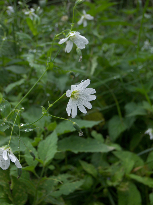 Изображение особи Cerastium davuricum.