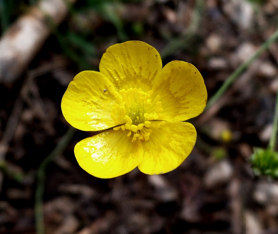 Image of Ranunculus acris specimen.