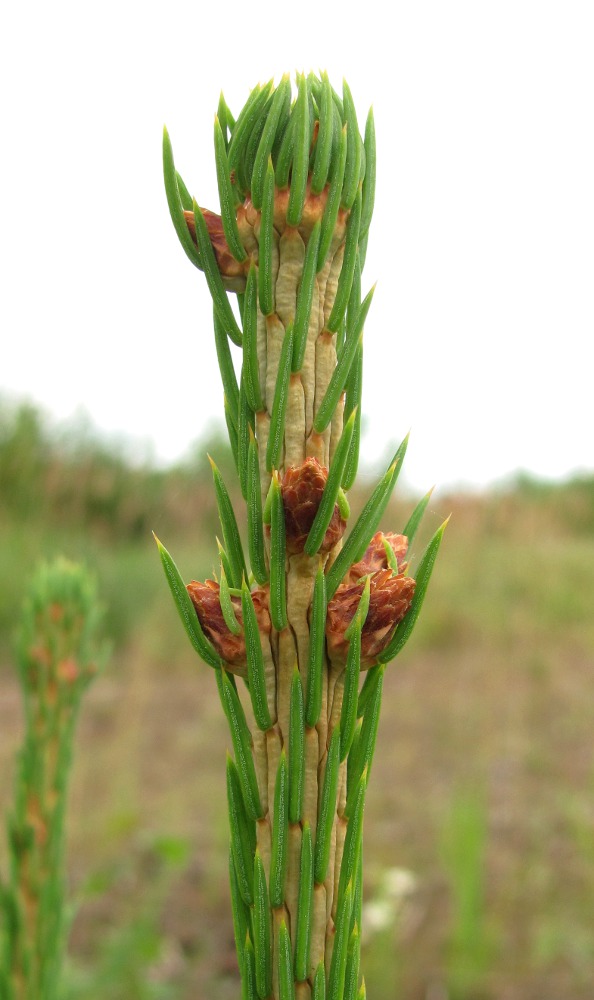 Image of Picea obovata specimen.