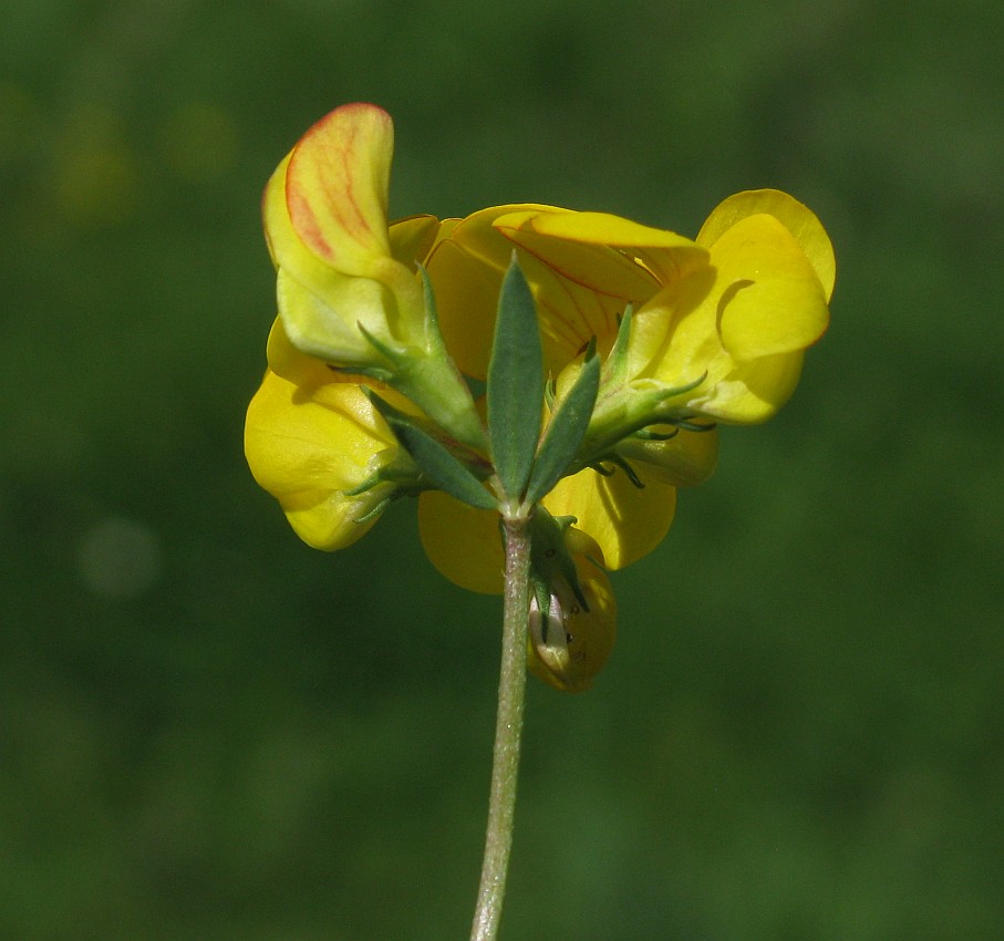 Image of genus Lotus specimen.