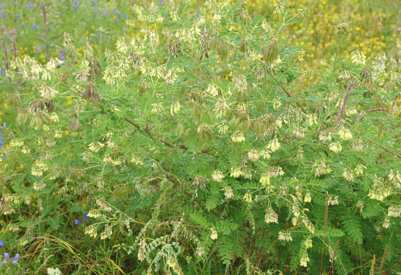 Image of Astragalus membranaceus specimen.