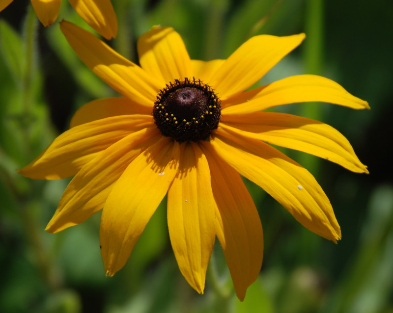 Изображение особи Rudbeckia hirta.