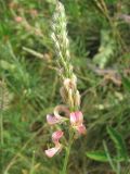 Onobrychis viciifolia. Распускающееся соцветие. Украина, г. Запорожье, о-в Хортица, разнотравный участок в северной части острова. 24.06.2011.