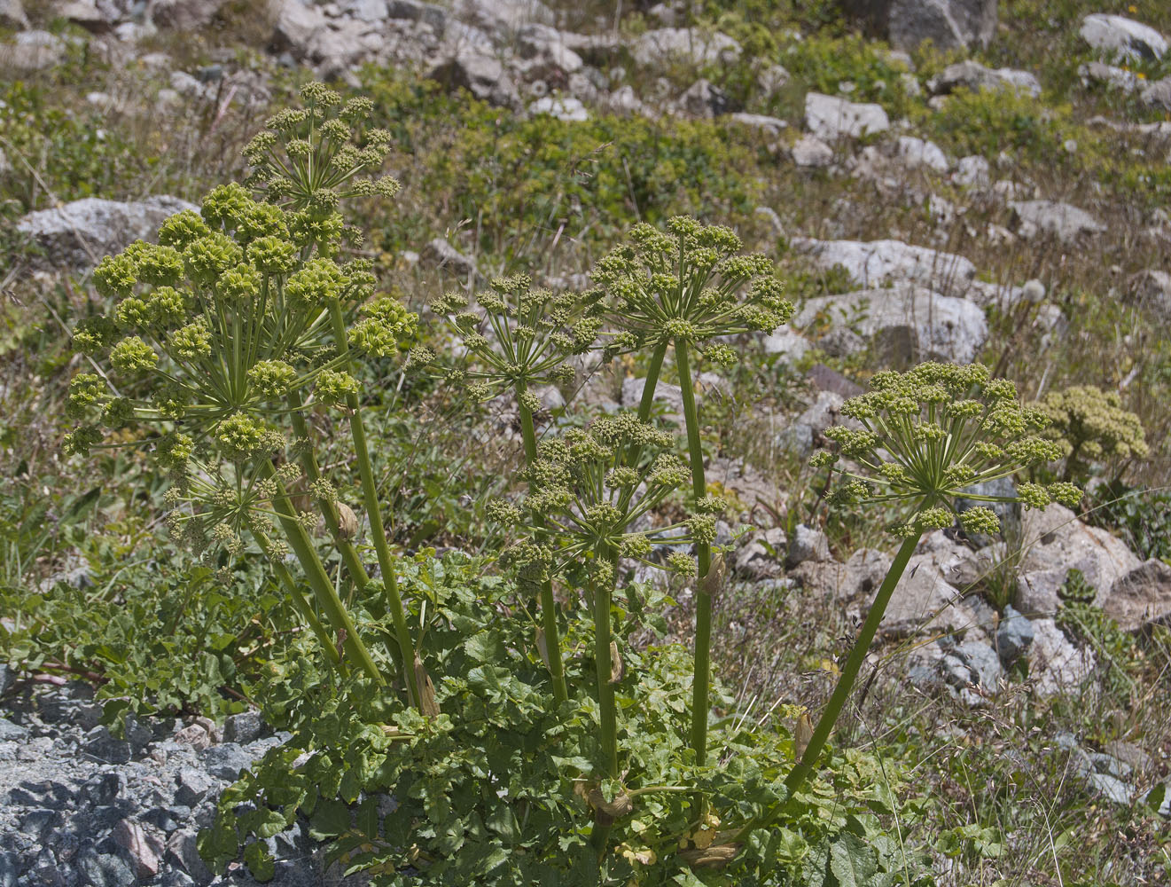 Image of Archangelica brevicaulis specimen.