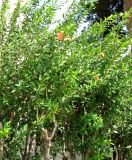 Punica granatum. Растения с махровыми цветками (cv. Lagrelliae). Хорватия, Истрия, г. Пореч, на углу дома на набережной. 06.09.2012.