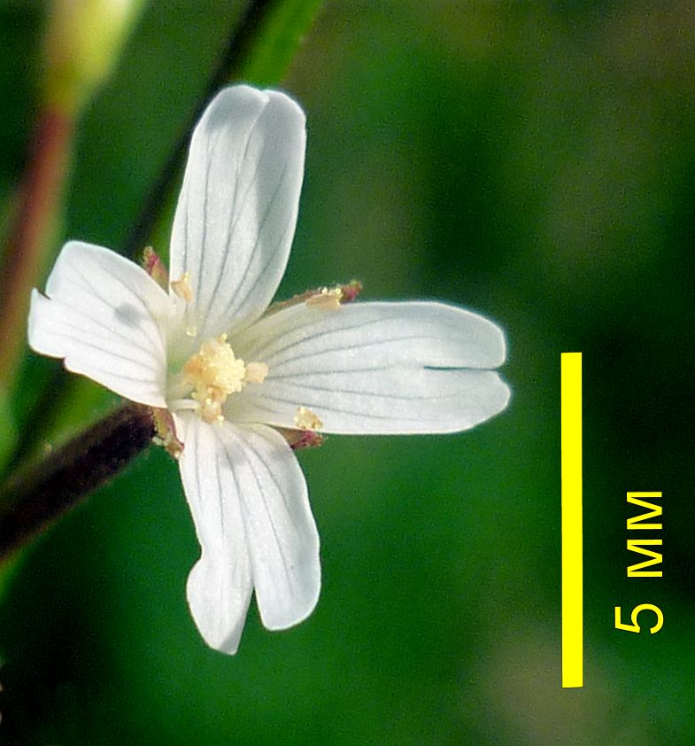 Изображение особи Epilobium maximowiczii.