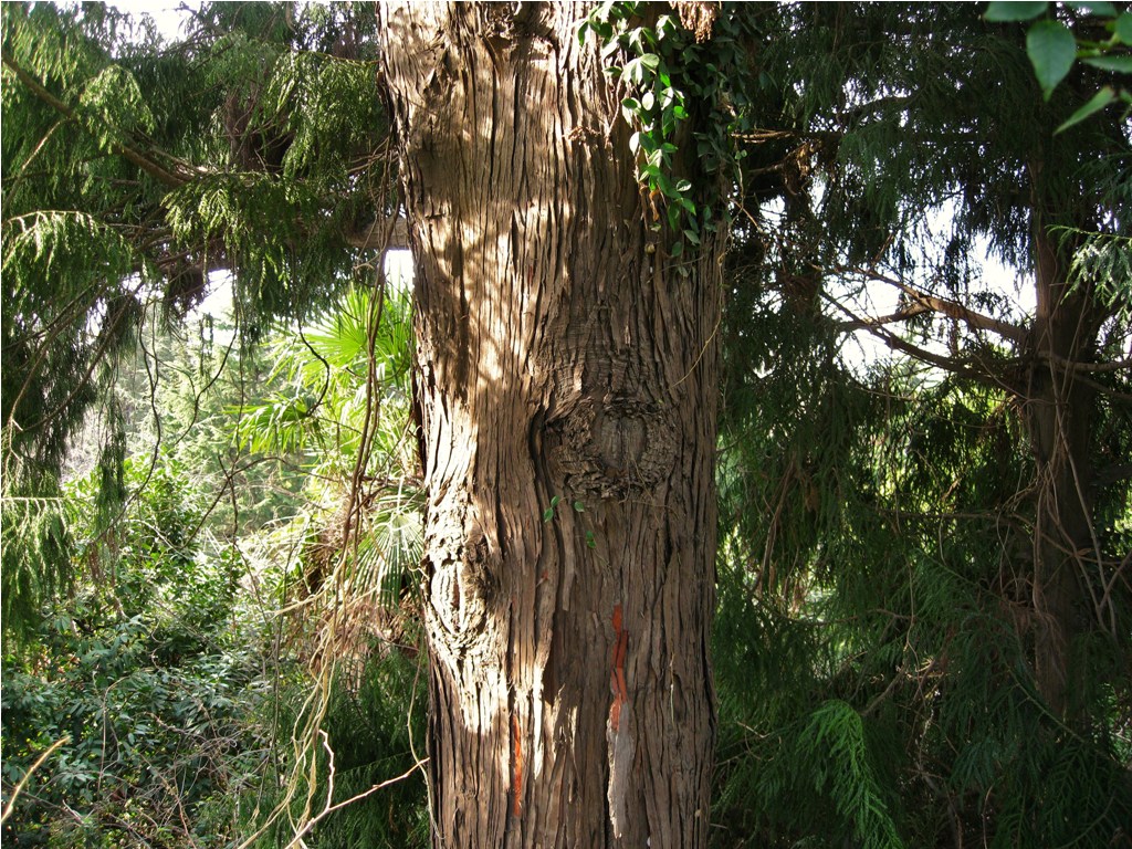 Image of Taiwania cryptomerioides specimen.