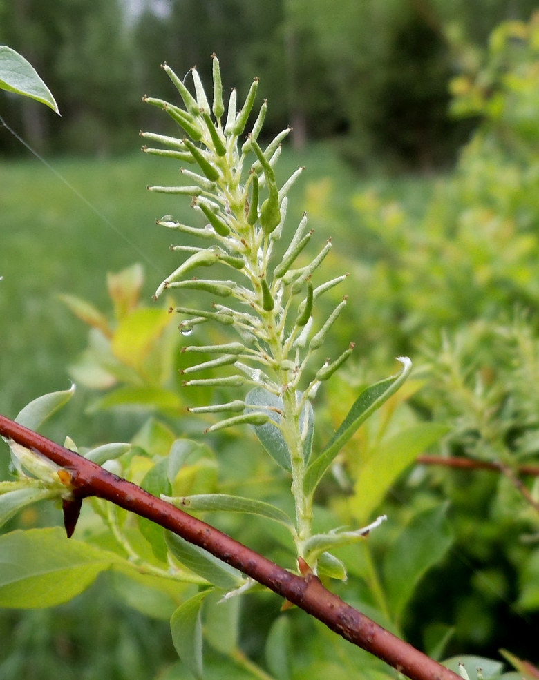 Изображение особи Salix starkeana.