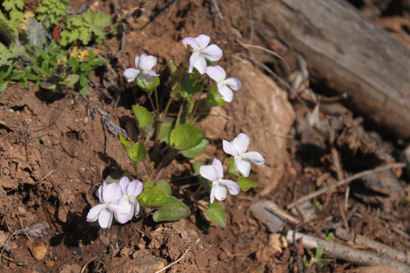 Image of Viola rupestris specimen.