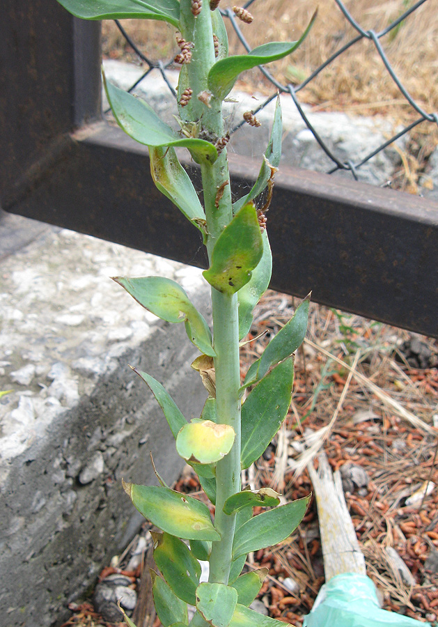 Изображение особи Linaria genistifolia.