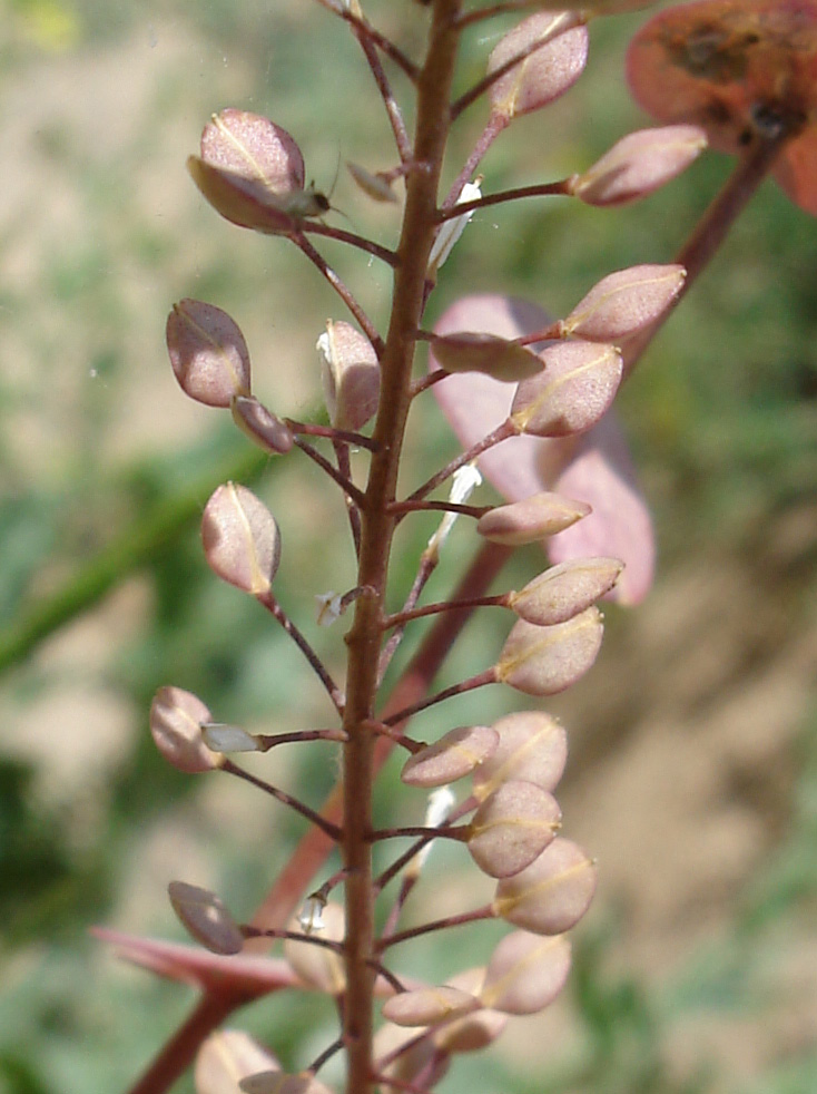 Изображение особи Lepidium perfoliatum.