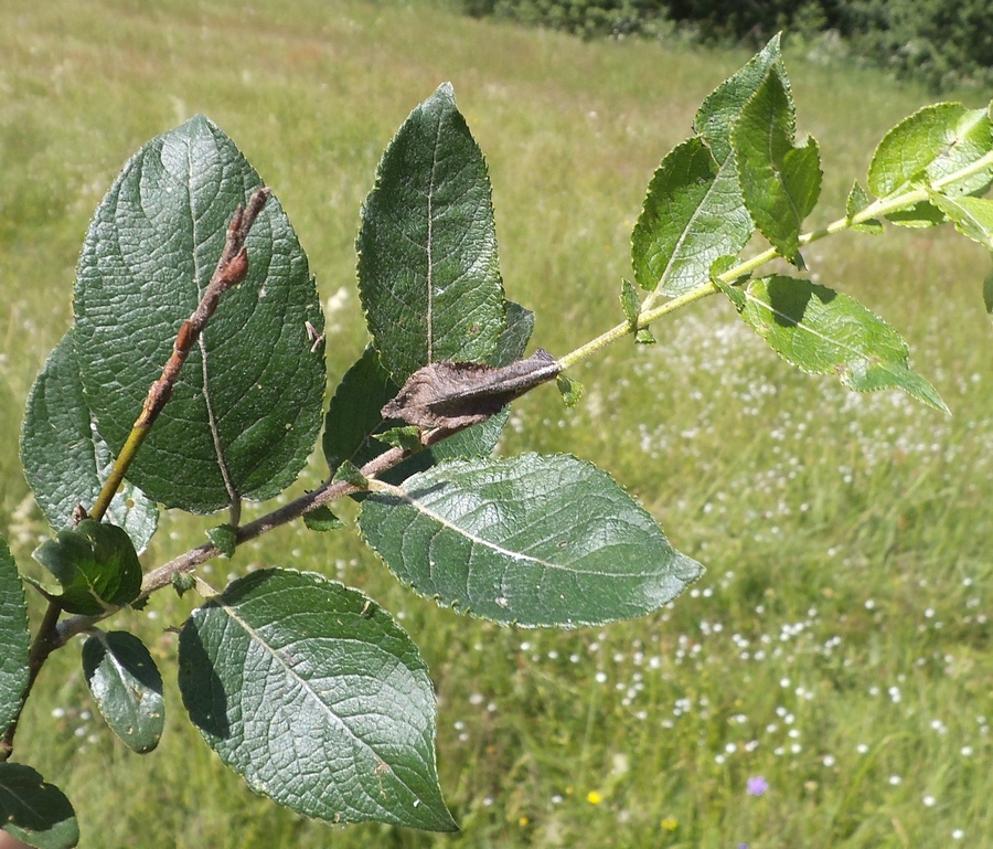 Image of Salix latifolia specimen.