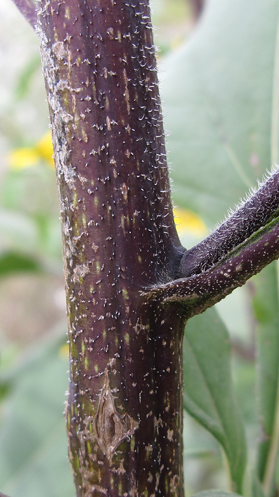 Image of Helianthus tuberosus specimen.