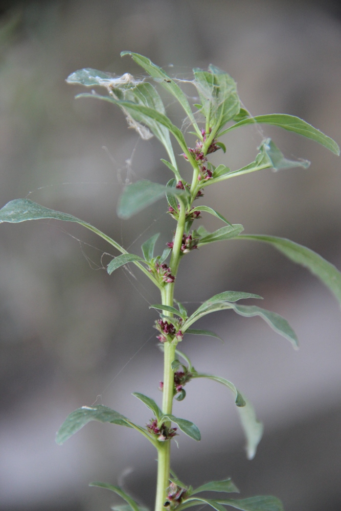 Image of genus Amaranthus specimen.