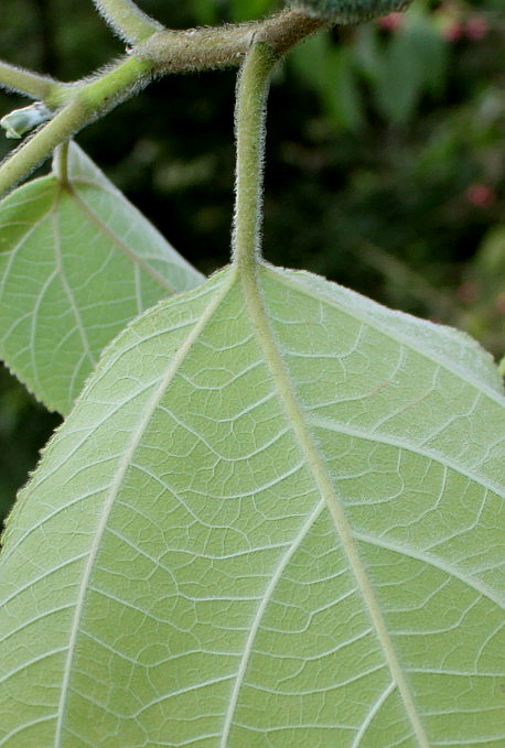 Image of Broussonetia papyrifera specimen.