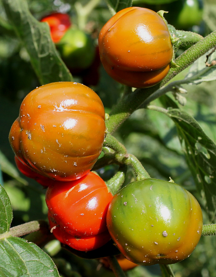 Изображение особи Solanum aethiopicum.