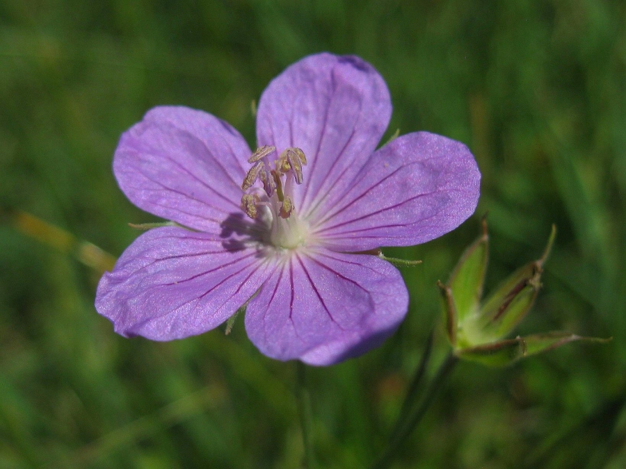 Изображение особи Geranium collinum.