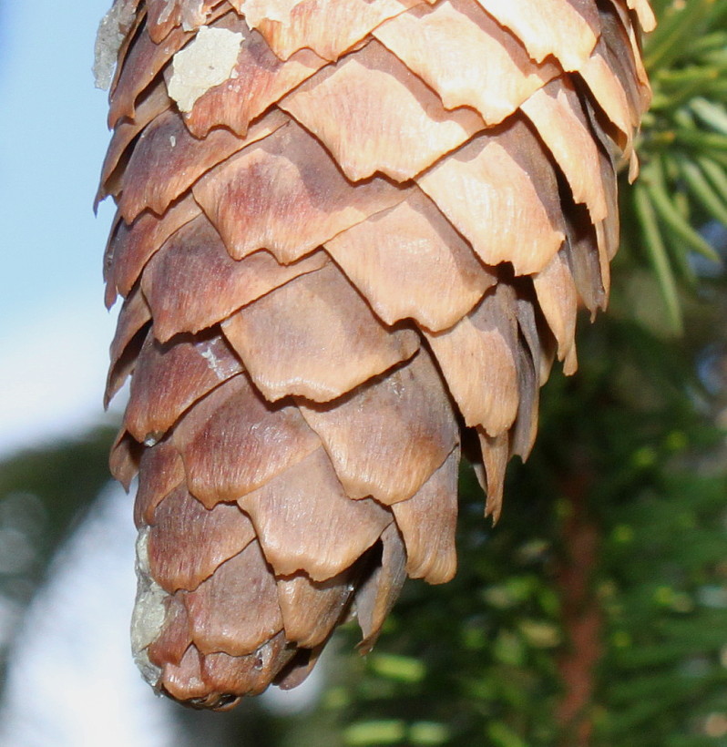 Image of Picea abies specimen.