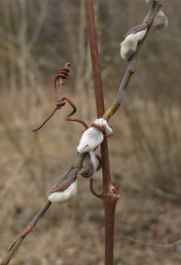 Image of Salix schwerinii specimen.