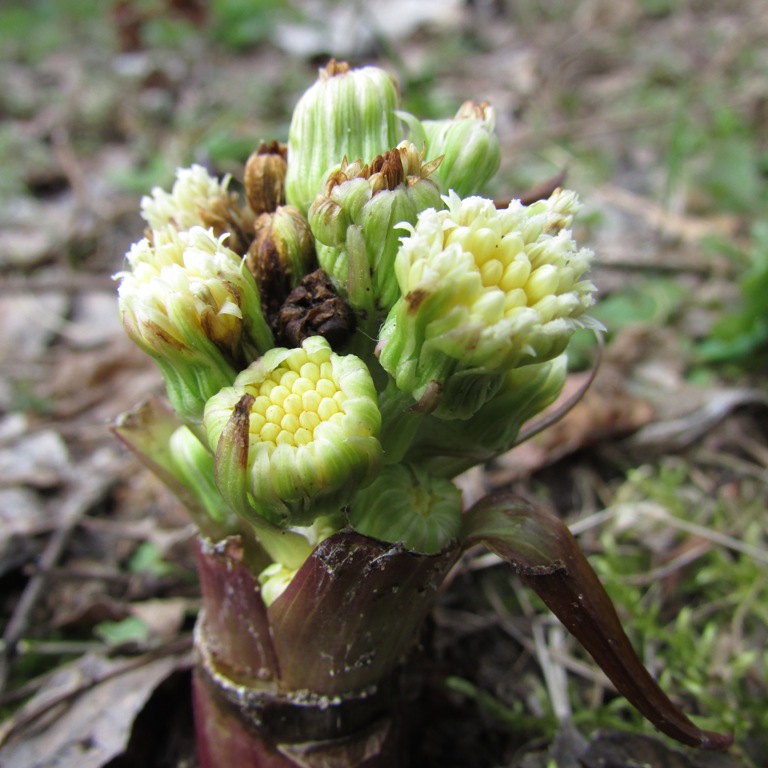 Изображение особи Petasites spurius.