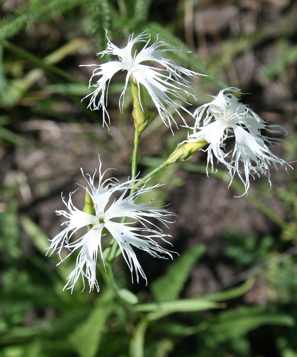 Изображение особи Dianthus superbus.