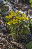 Waldsteinia subspecies maximowicziana