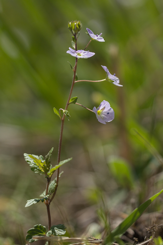 Image of Veronica peduncularis specimen.