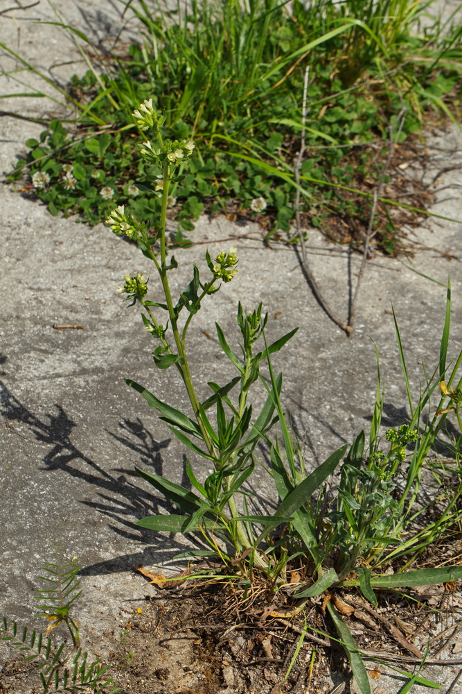 Image of Anchusa pseudochroleuca specimen.