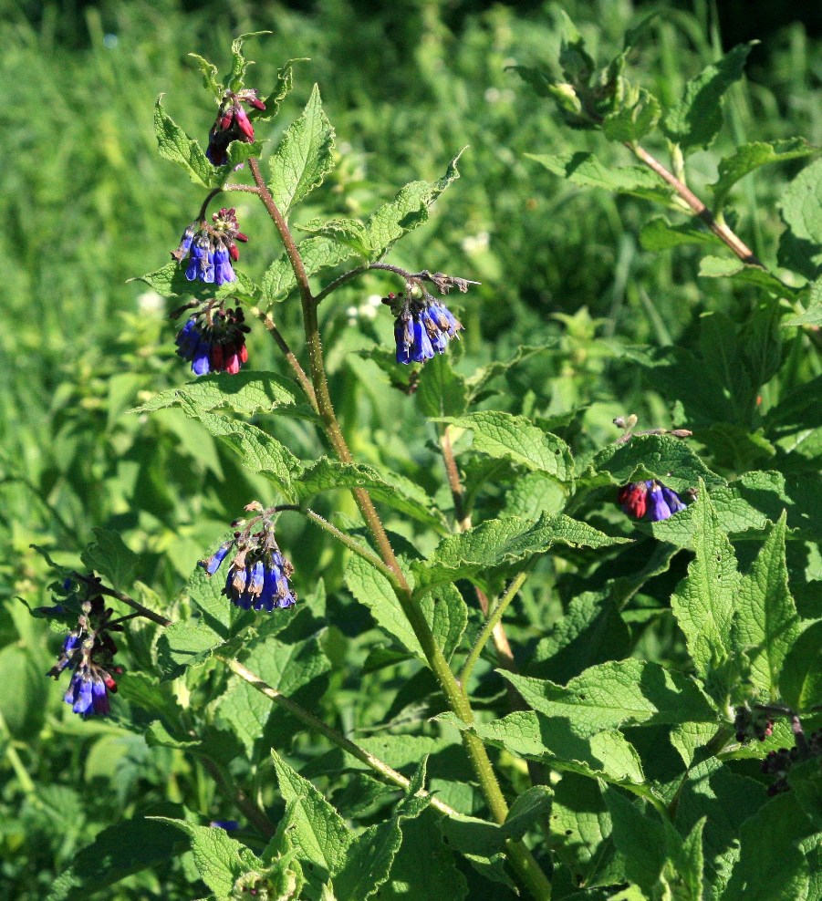 Изображение особи Symphytum asperum.