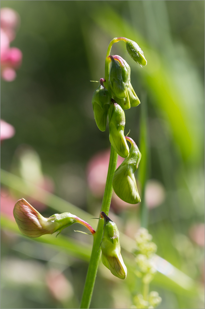 Изображение особи Lathyrus sylvestris.