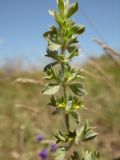 Sideritis montana. Верхушка цветущего растения. Украина, Луганская обл., г. Кировск, каменистый участок степи. 14.07.2014.