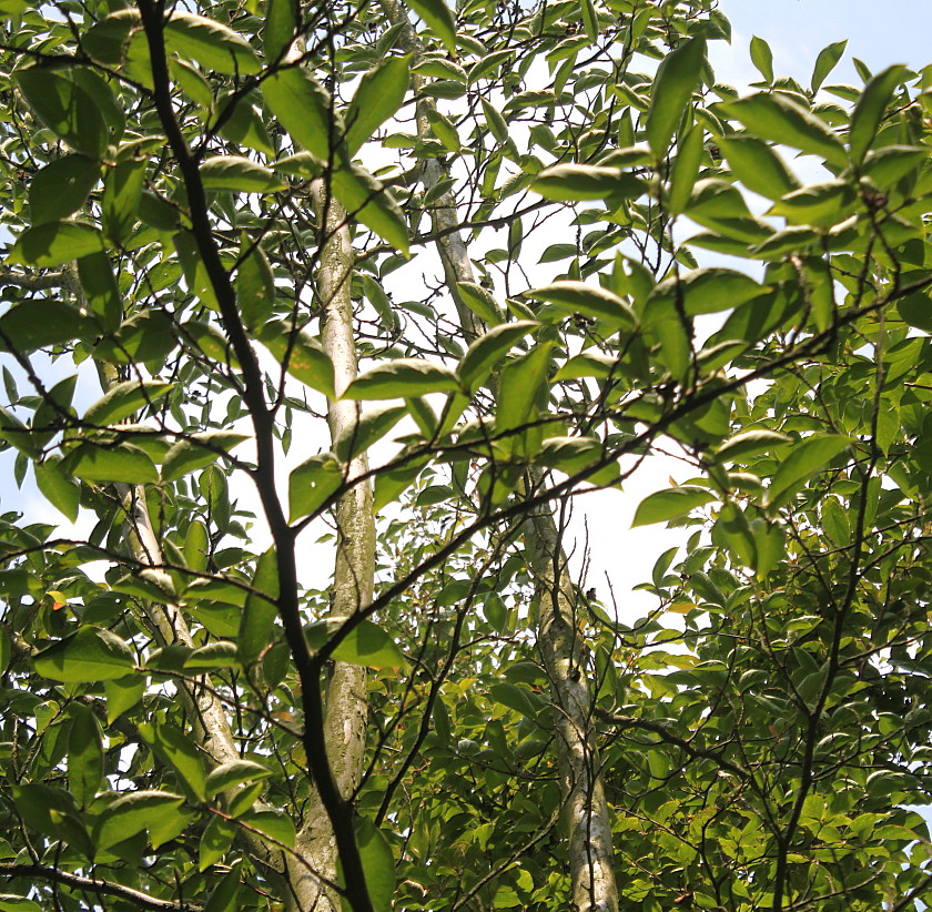 Изображение особи Stewartia pseudocamellia.