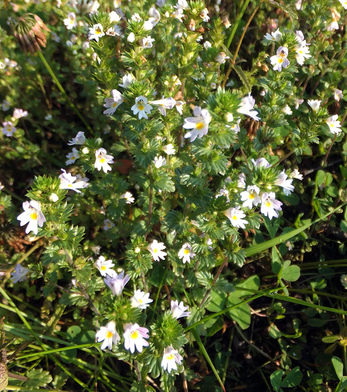 Изображение особи Euphrasia frigida.