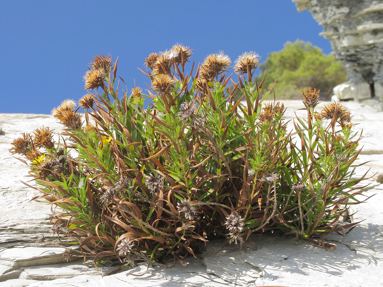 Изображение особи Inula ensifolia.