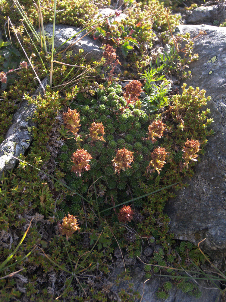 Image of Saxifraga unifoveolata specimen.